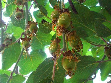 キーウィの赤ちゃん