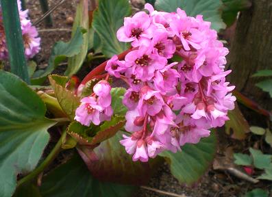 ヒマラヤユキノシタ