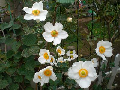 白いシュウメイギク