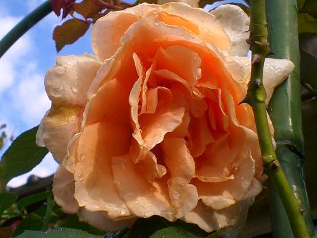 薔薇　パフビューティ