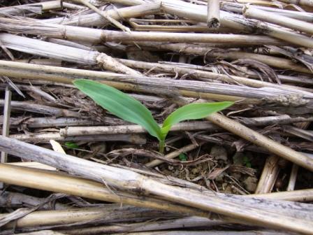 ピュアホワイト