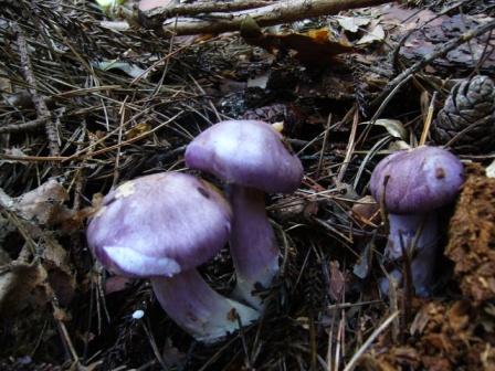 オオウスムラサキフウセンタケ