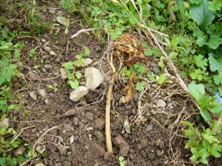 こんにゃくづる