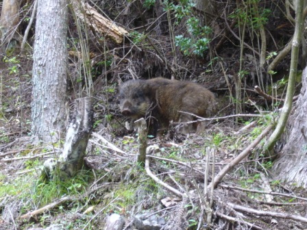 イノシシ３