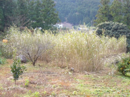 ソルゴー刈り取り前