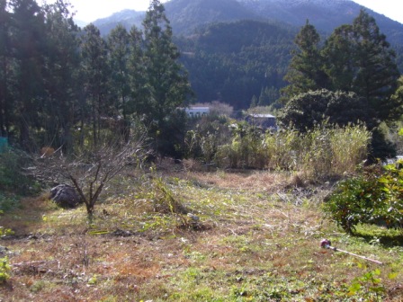 ソルゴー刈り取り後