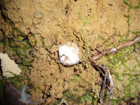 マツタケ（幼菌）