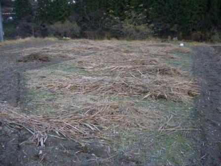 残りのソルゴー