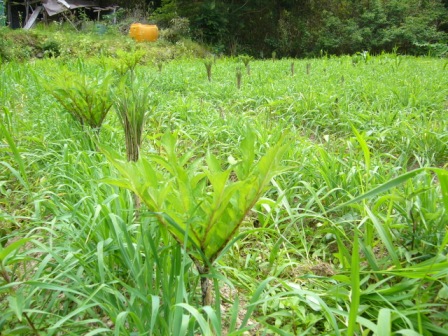 コンニャク３年生0616