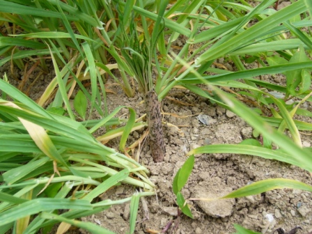 コンニャク1年生0616