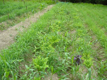 コンニャク２年生0616