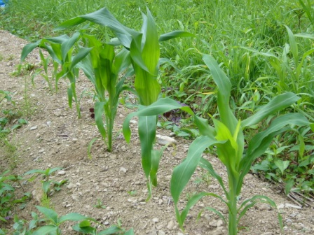 ピュアホワイト0616（小）