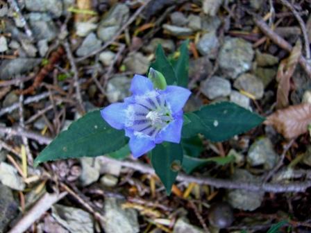アサマリンドウ