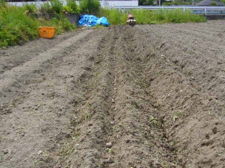 2年生（小）植え付け2