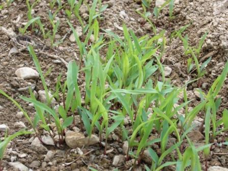 つちたろう0513-2