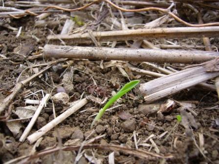 ピュアホワイト?