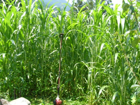 ソルゴー刈り取り前(小畑）