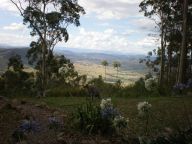 部屋からの景色　カンガルーわかりますか？