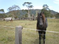 馬と目が合ってしまった