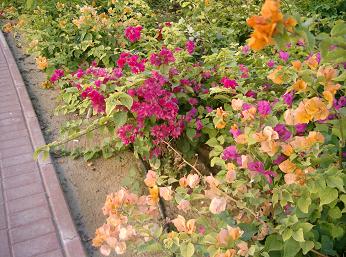 flower4