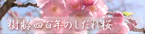 しだれ桜.jpg