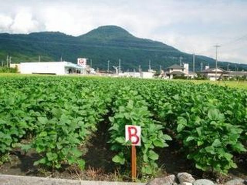 曙大豆20100827-3.jpg