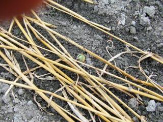 芽が出ました2