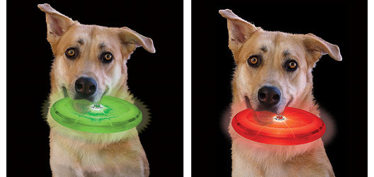 FFDD_dog_with_green_disc_large.jpg