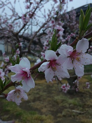 震災後の4月　桃の花