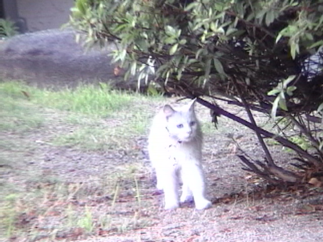 ホワイト3