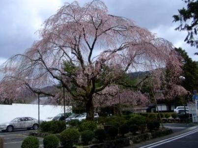 枝垂れ桜