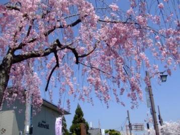 ひばり館前