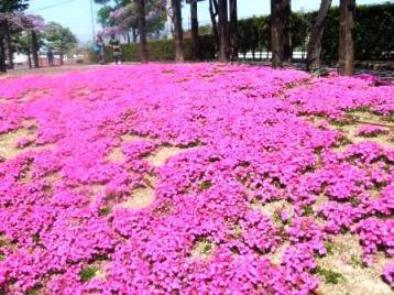 芝桜