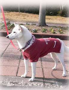 12-31しっぽ