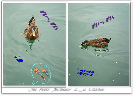 n9-duck.jpg