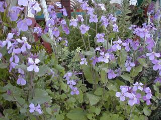 紫花菜　1