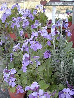 紫花菜　2
