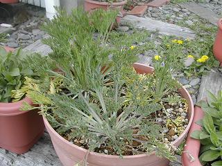 カリフォルニアポピー苗