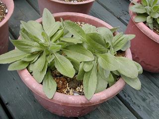 キバナエキナセア苗