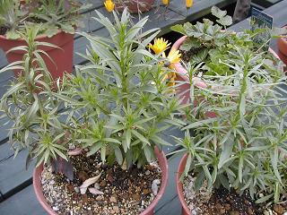 キャンディタフト 苗