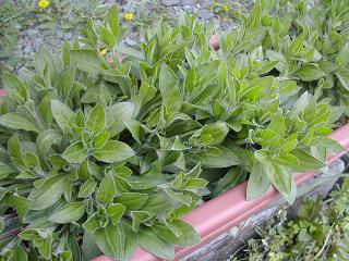 アグロステンマ苗