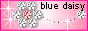 bluedaisy