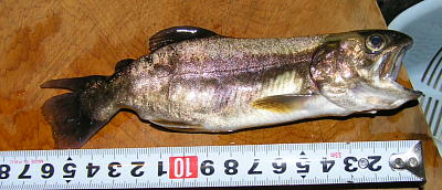 奇形岩魚