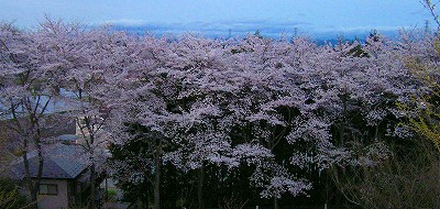 東那須、城山の桜