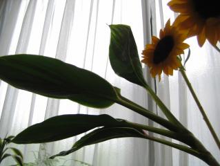 ハワイアン・フラッグ