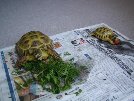 アンディと葉月