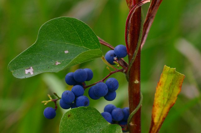 アオツヅラフジ 片栗の花 楽天ブログ