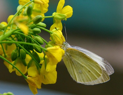 春の蝶 片栗の花 楽天ブログ