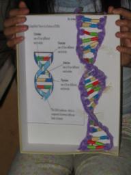 DNA model