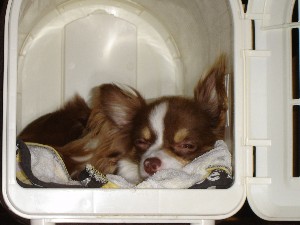 ハウスがすき２